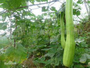 砍瓜放到冬天吃吗,探索砍瓜的独特风味