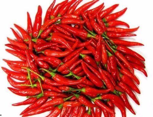 瓜妹吃辣椒,瓜妹挑战辣椒的味蕾冒险之旅