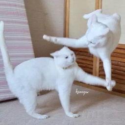 猫可以吃白瓜么,白瓜在猫咪饮食中的适宜性解析