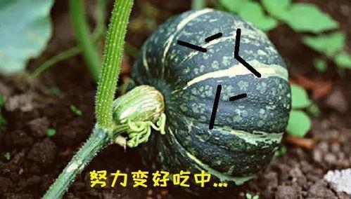 吃胖了的瓜,揭秘“吃胖了”的瓜界新现象