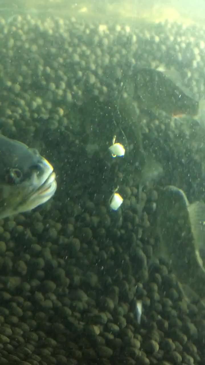 吃瓜小鱼视频下载,热门视频下载攻略大揭秘