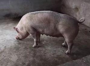 猪跑吃瓜,探寻乡村生活的别样风情