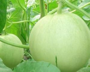 孕妇可吃哪些瓜,孕妇适宜食用的瓜类盘点