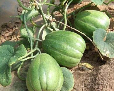 吃瓜老呕吐,揭秘娱乐圈的“幕后真相”