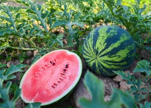 显眼吃瓜小说,揭秘娱乐圈背后的秘密与八卦