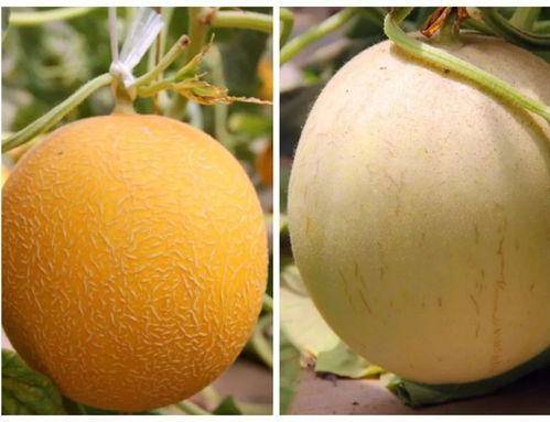 小品吃瓜完整版