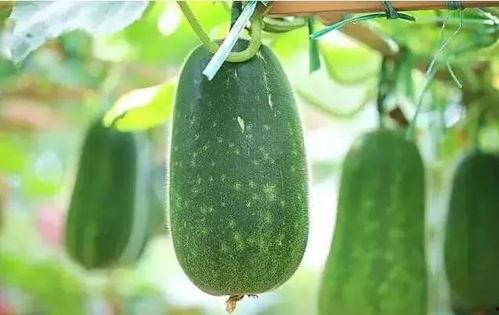 年瓜什么时候吃,揭秘年瓜的最佳食用时机