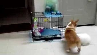 阿猫吃瓜,揭秘娱乐圈的幕后故事