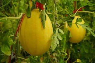 沧州吃瓜群,揭秘当地特色美食与民间趣事