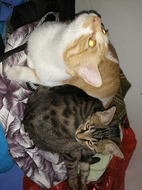 各种猫吃瓜视频,揭秘猫咪吃瓜那些事儿