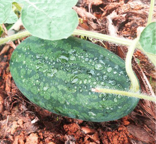 强仔吃瓜莆田,揭秘莆田背后的惊人真相