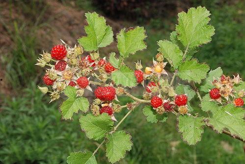 呆瓜树的呆瓜可以吃吗,揭秘可食用之谜