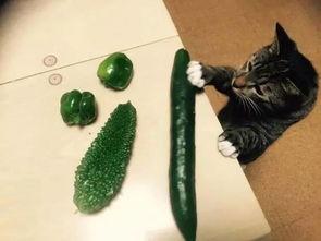 撸瓜怎么吃,解锁美味新境界