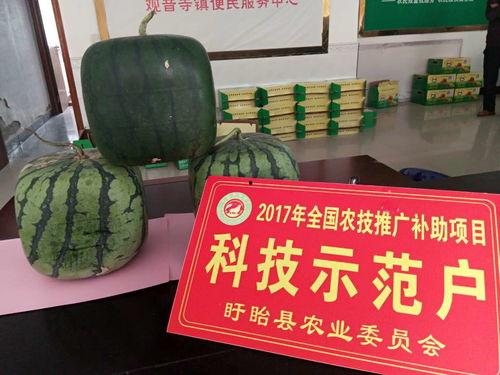 嫩佛瓜怎么吃,探索美味与营养的完美融合