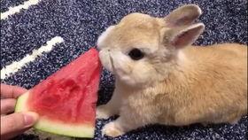 兔兔吃瓜版,揭秘动物界的趣味食趣