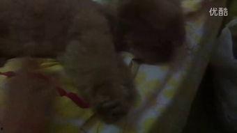 小赖瓜怎么吃视频,视频教你轻松解锁多种吃法