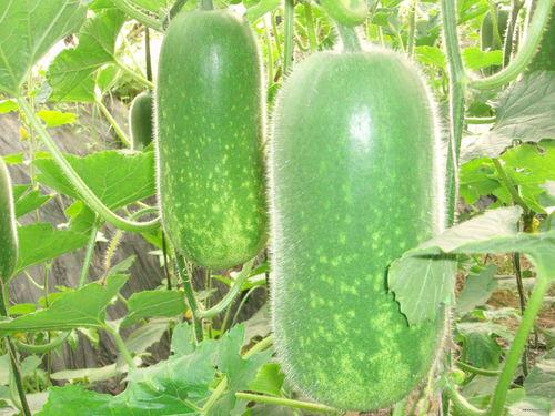 谷饶吃瓜大赛,一场盛夏的欢乐盛宴，瓜王争霸一触即发！”