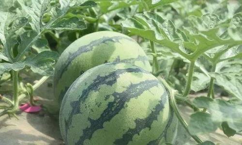 吃瓜桃哥,揭秘娱乐圈那些不为人知的幕后故事