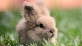 兔兔视频吃瓜,吃瓜群众的欢乐盛宴