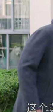 最近热播短剧吃瓜,揭秘短剧“吃瓜”背后的热门现象