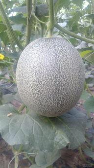 梦见死人摘瓜吃瓜,揭秘梦中死人摘瓜吃瓜的神秘寓意