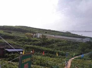 日照长城吃瓜事件视频,一场意外引发的网友热议