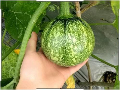 湖南卫视春夏吃瓜,盘点热门话题与幕后故事