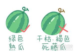 种瓜吃瓜卖瓜文案短句,种瓜吃瓜卖瓜，共享丰收喜悦