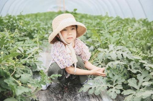 吃瓜群众摘杏,夏日里的甜蜜狂欢